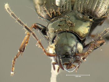 Media type: image;   Entomology 626657 Aspect: head frontal view